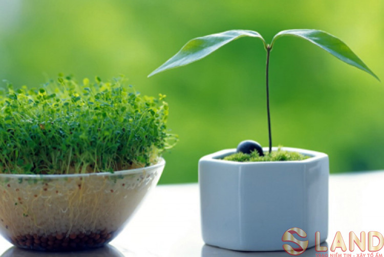 Chú ý về phong thủy khi trồng cây cối sẽ mang lại may mắn và thuận lợi cho phòng làm việc của bạn.