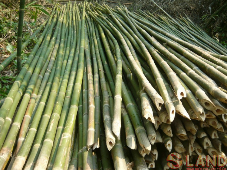 Vật liệu xanh có thể thay thế thép trong xây dựng